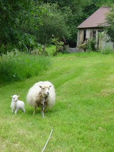 White Ouessant Ewe and Lamb