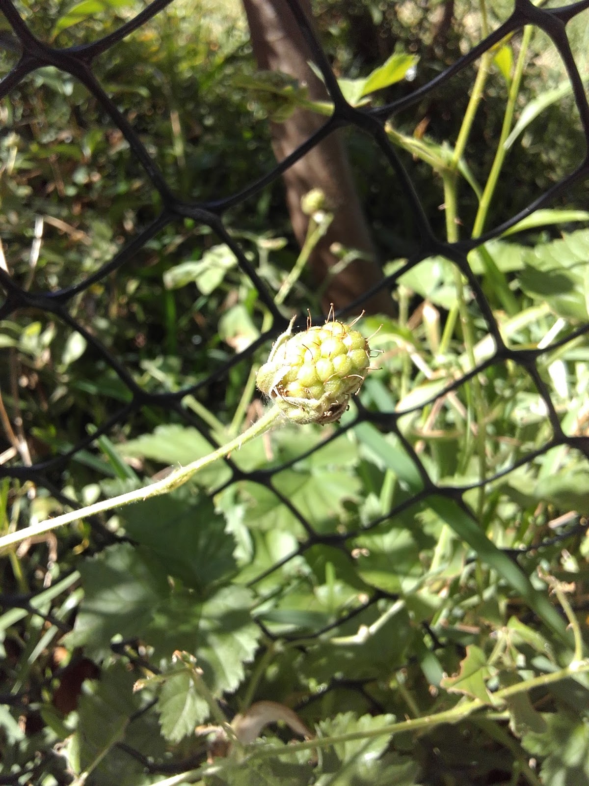 Frambuesa fondo para movil