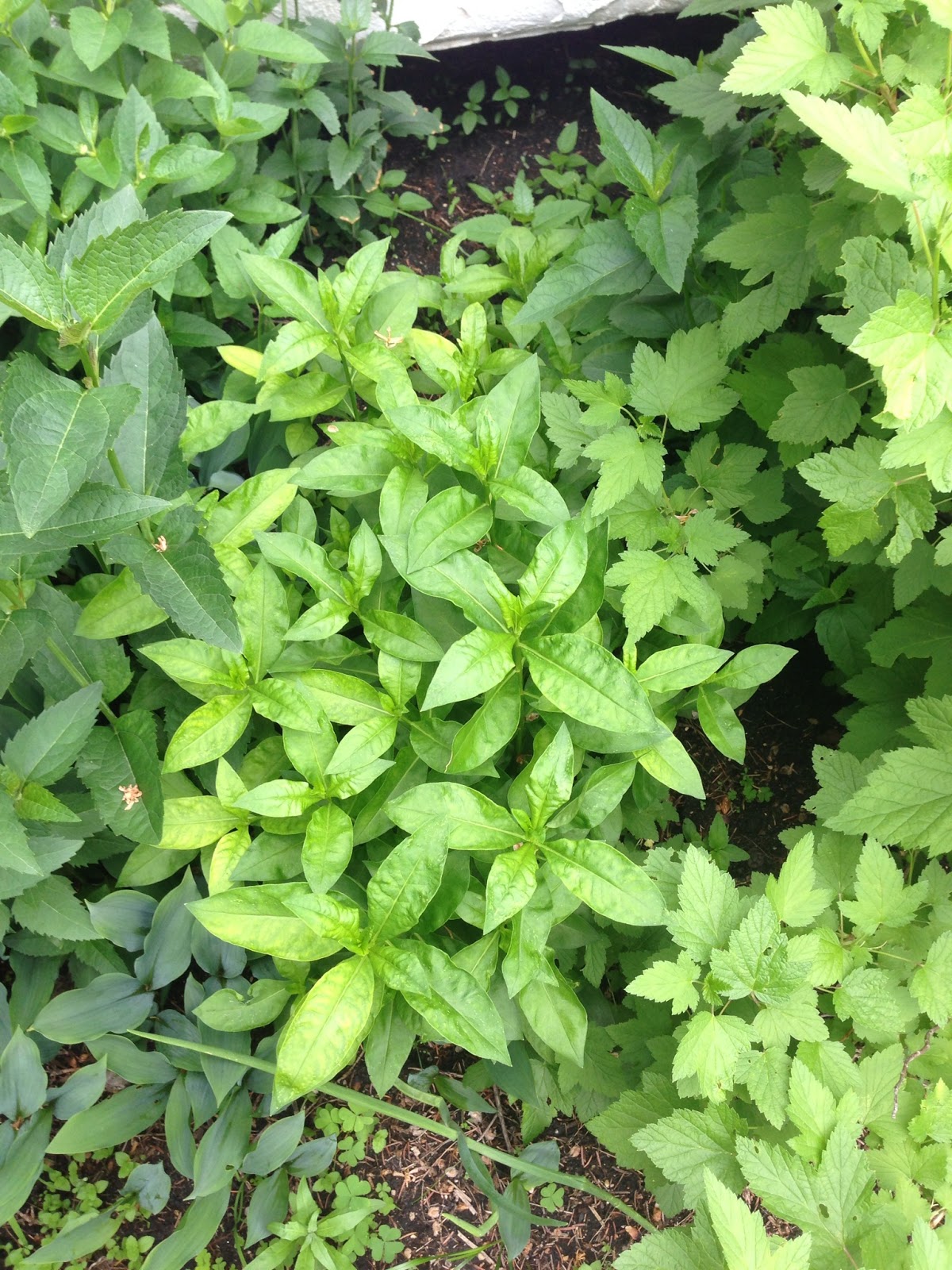 A Student Gardener FOLIAGE MYSTERIES plant identification