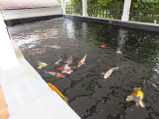 Koi Pond