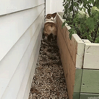 Funny animal gifs - part 278, best funny gif, cute animal gif
