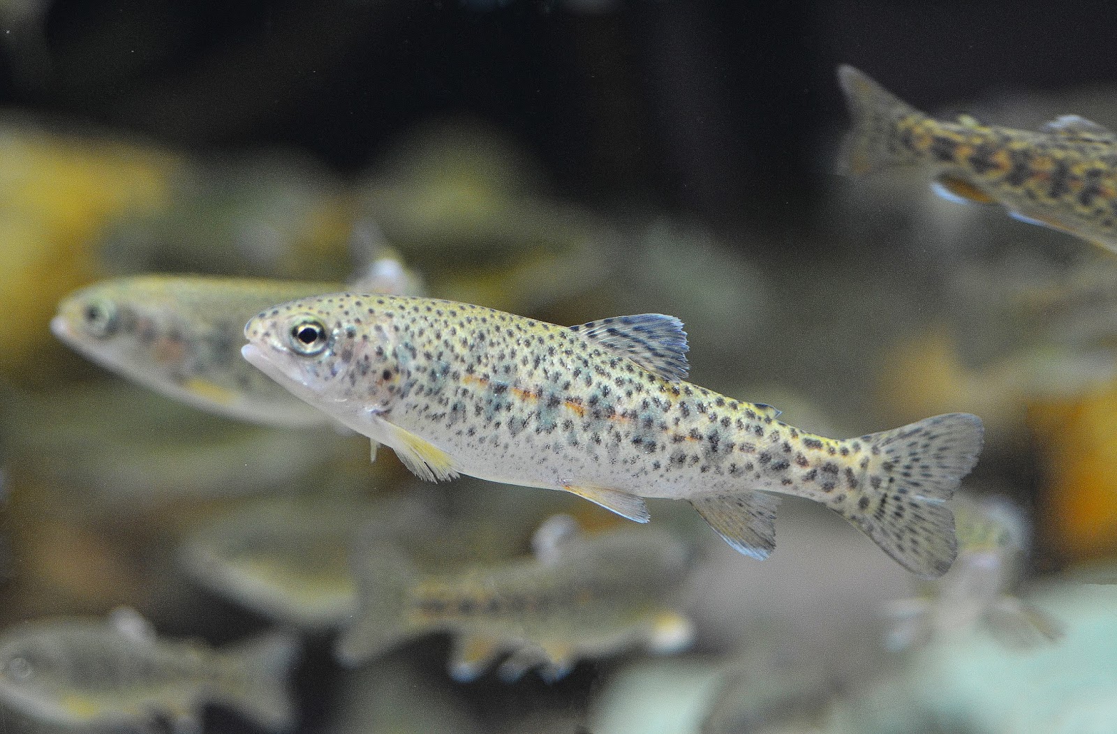 Virginia Fishes Virginia trout Brook, brown, rainbow from the