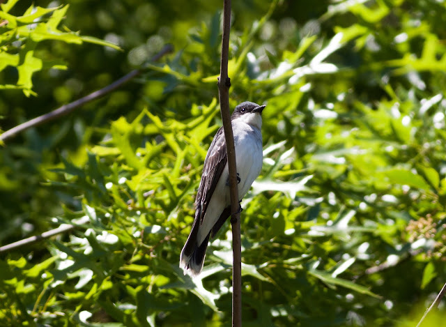 Eastern Kingbird - Prospect Park, New York