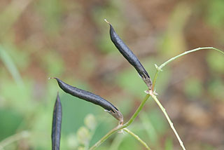 カラスノエンドウ