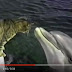 Cat befriends dolphin - video