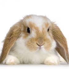 ternak kelinci, cara merawat kelinci, cara beternak kelinci, budidaya kelinci, cara memelihara kelinci, kelinci hias