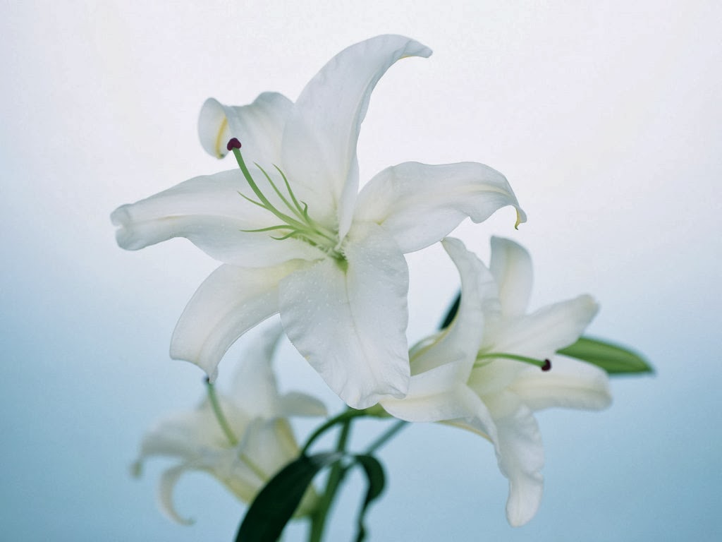 Gambar Bunga  Lily  Putih Topik Pedia
