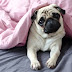 14 Reasons Pugs Are The Worst Indoor Dog Breed Of All Time