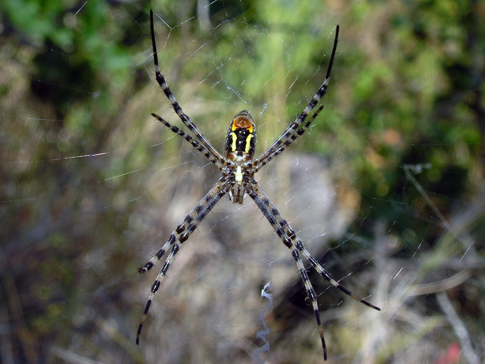 LA MONTAÑA DE MACGIVER ARAÑA TIGRE