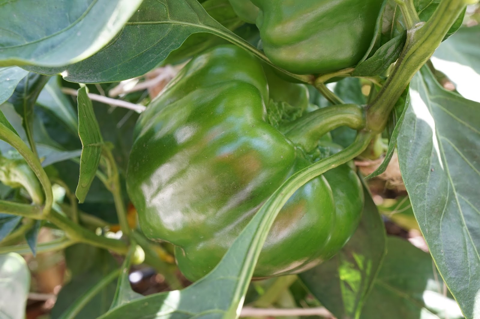 Green pepper benefits image
