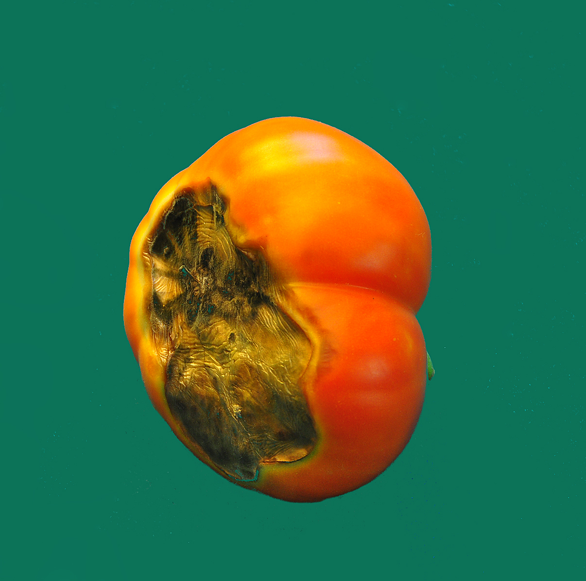 Ask A Master Gardener Tomato Fruit ProblemsBlossom End Rot