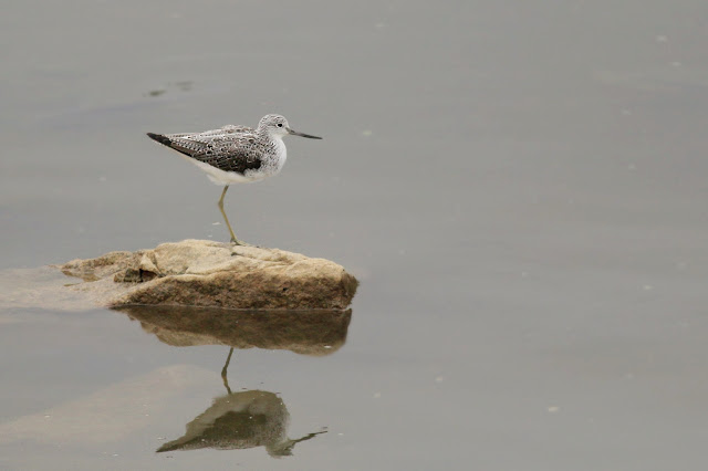 Common greenshank on a rock in a river