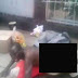 EMBRIAGADO, RAPAZ TRANSA COM MANEQUIM E CHOCA CLIENTES DE LOJA