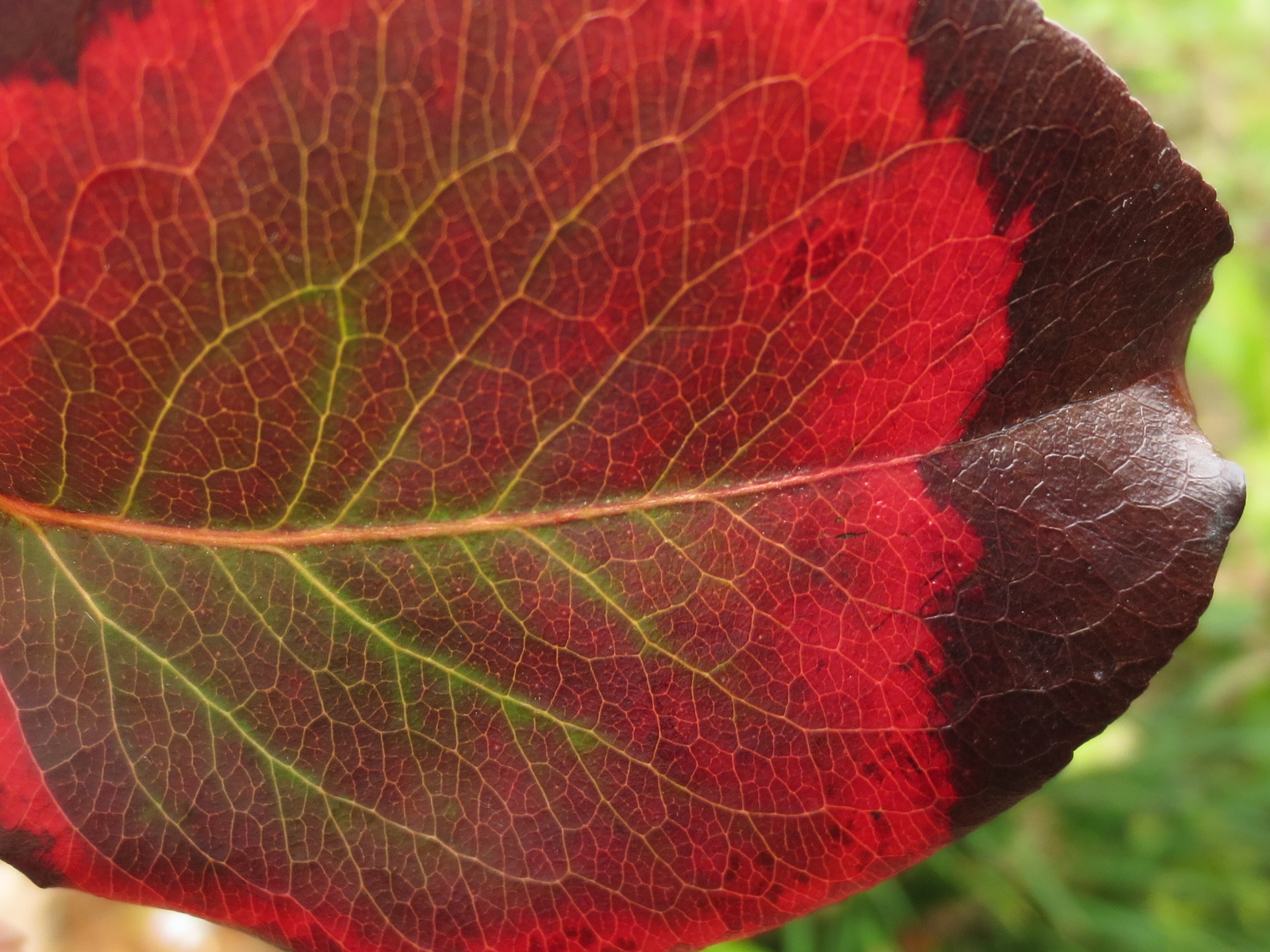 осенняя ежевика. краснеют листья у клубники. желтые листья у малины. ежевика (лист). почему листья желтеют осенью.