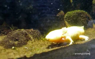 jakarta aquarium neo soho