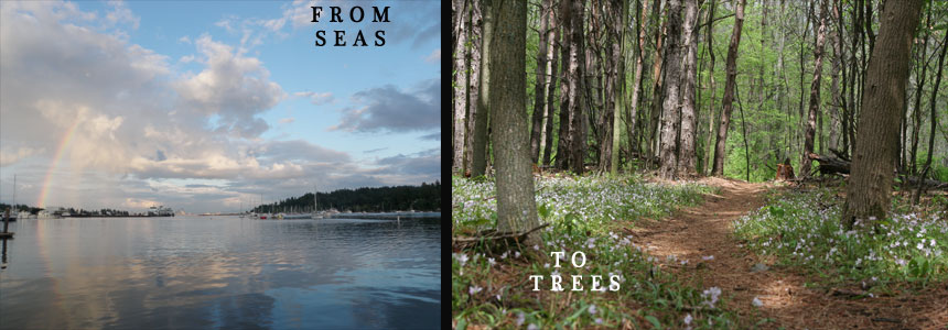 From Seas to Trees