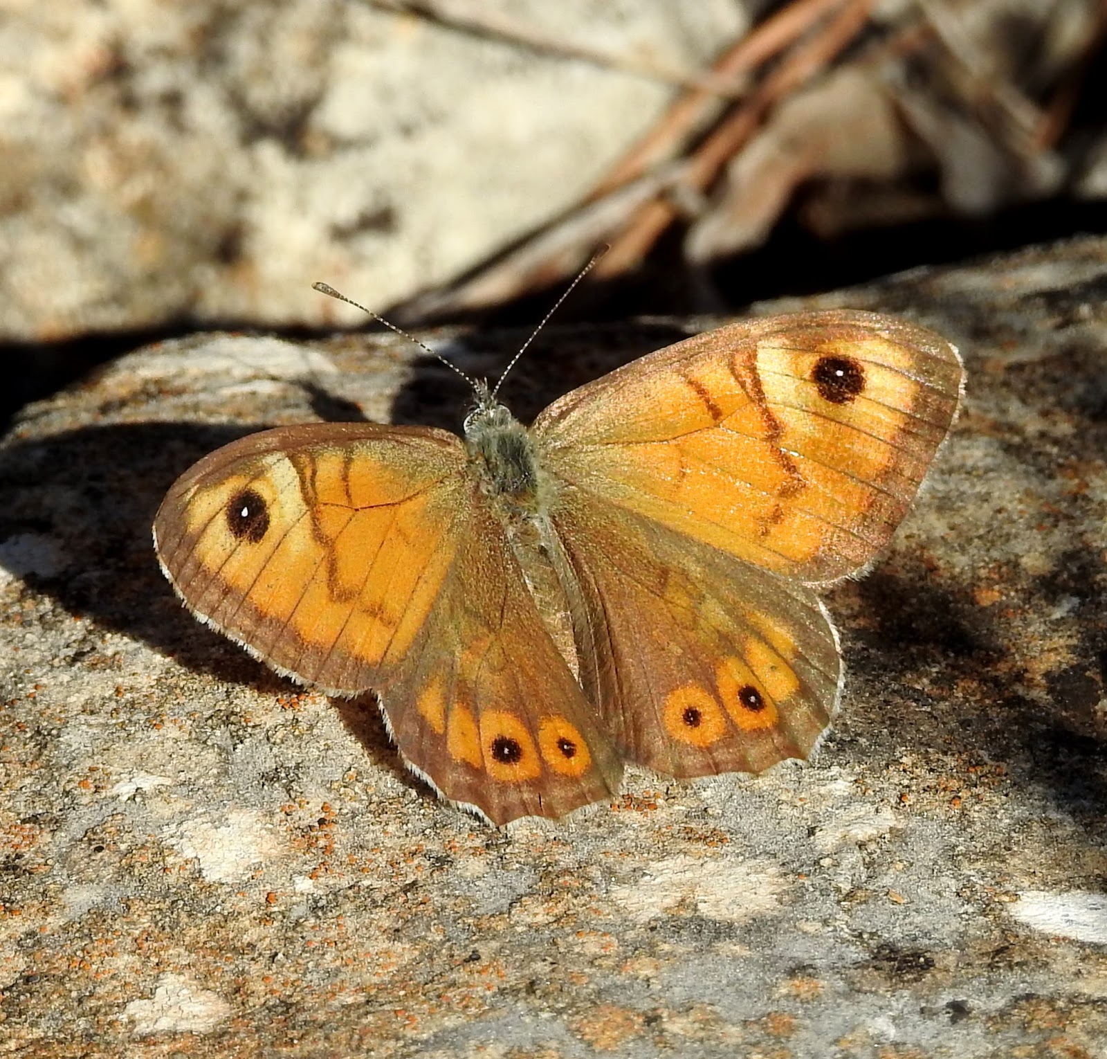 BIRDWALKERMONDAY 6112017 QUATRETONDA, VALENCIA LARGE WALL BROWN BUTTERFLY (Lasiommata maera)
