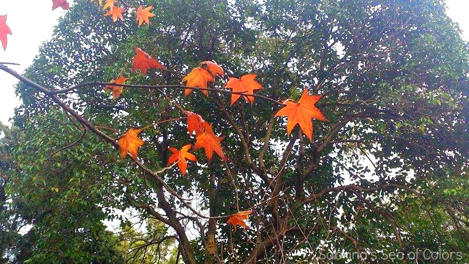 Miércoles Mudo. Colores de otoño