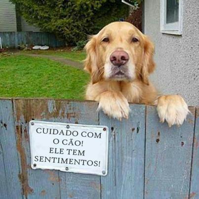 Animais possuem sentimentos