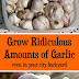 How to Plant and Grow Garlic