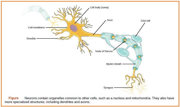 BIOLOGI GONZAGA: ISTILAH SYARAF