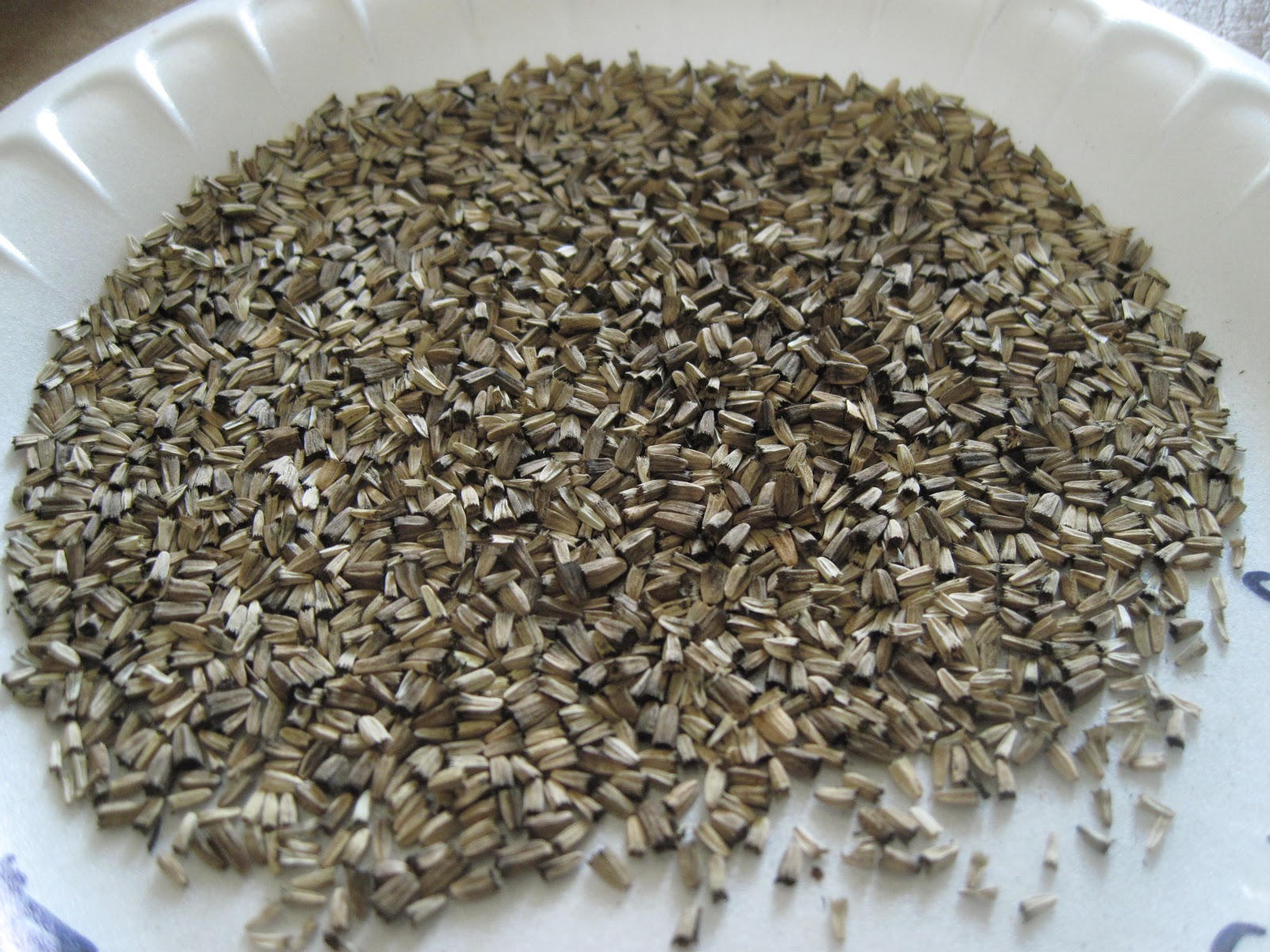 Echinacea seeds all cleaned up -- tedious work