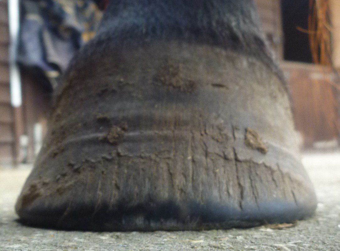 Barefoot Horse Blog: October 2011