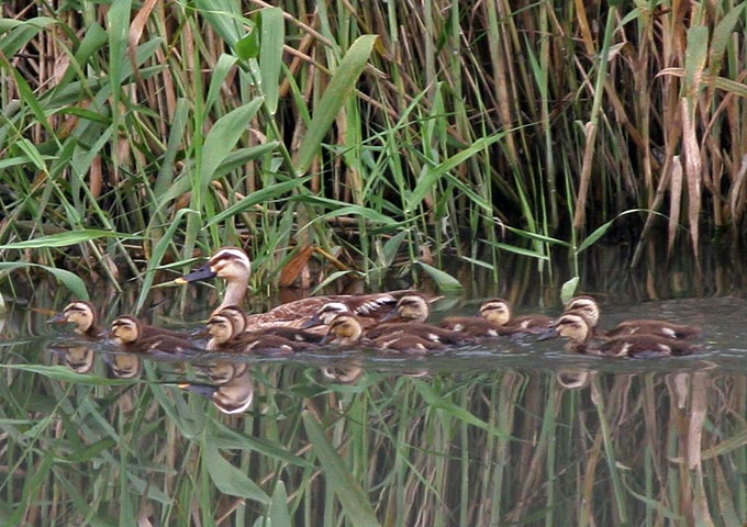 Indian Spot billed Duck ARUNACHALA BIRDS indian-spot-billed-duck-arunachala-birds