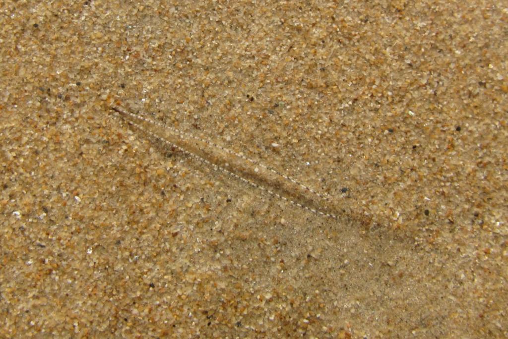 Queensland Coast Fauna in the Swash Zone of a Tropical Beach