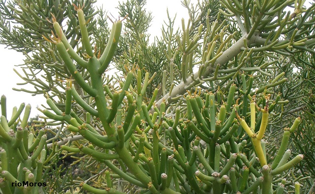 vista de Euphorbia tirucalli: Árbol de los dedos