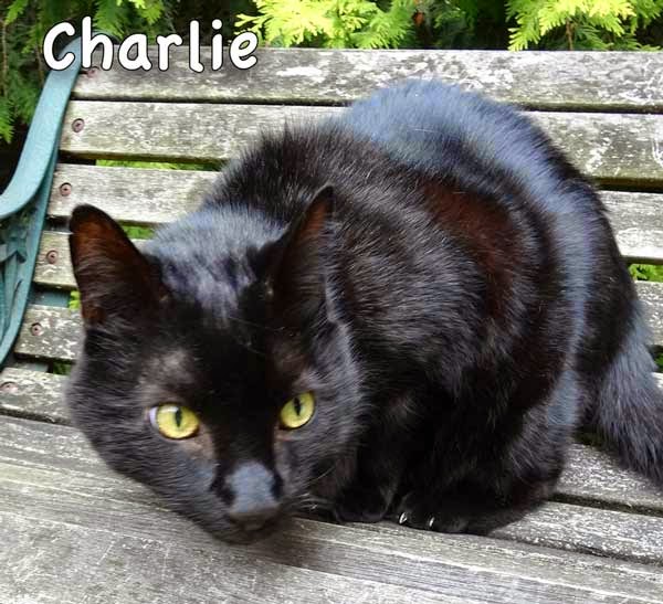 What is the best way to improve your cat's coat?