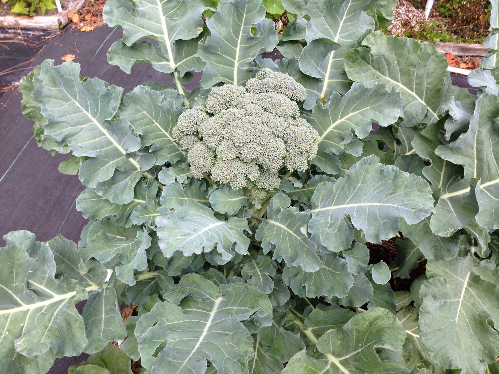 Vegetable and Fruit Gardening in SW Florida Broccoli, member of the cabbage family easy crop