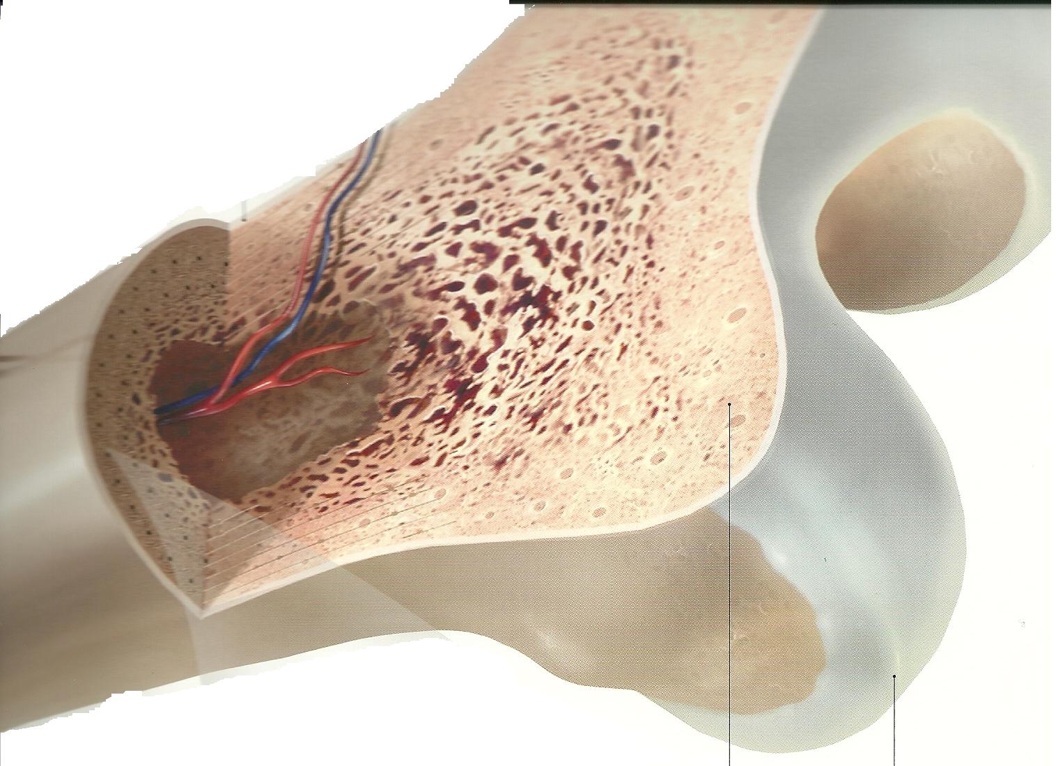 Ciencias 4to grado: Skeletal System
