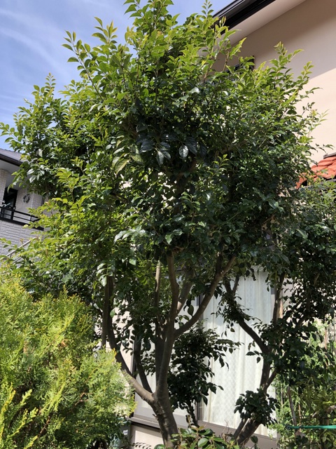 山とランニングの日記 トネリコの木