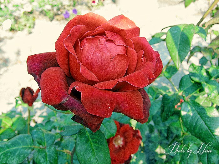 【彰化田尾】全得玫瑰莊園。隱身鄉間小路的歐式庭園咖啡廳