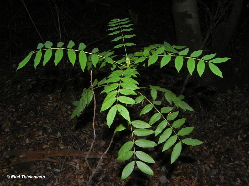 Región del Maule Reserva Nacional Los Queules