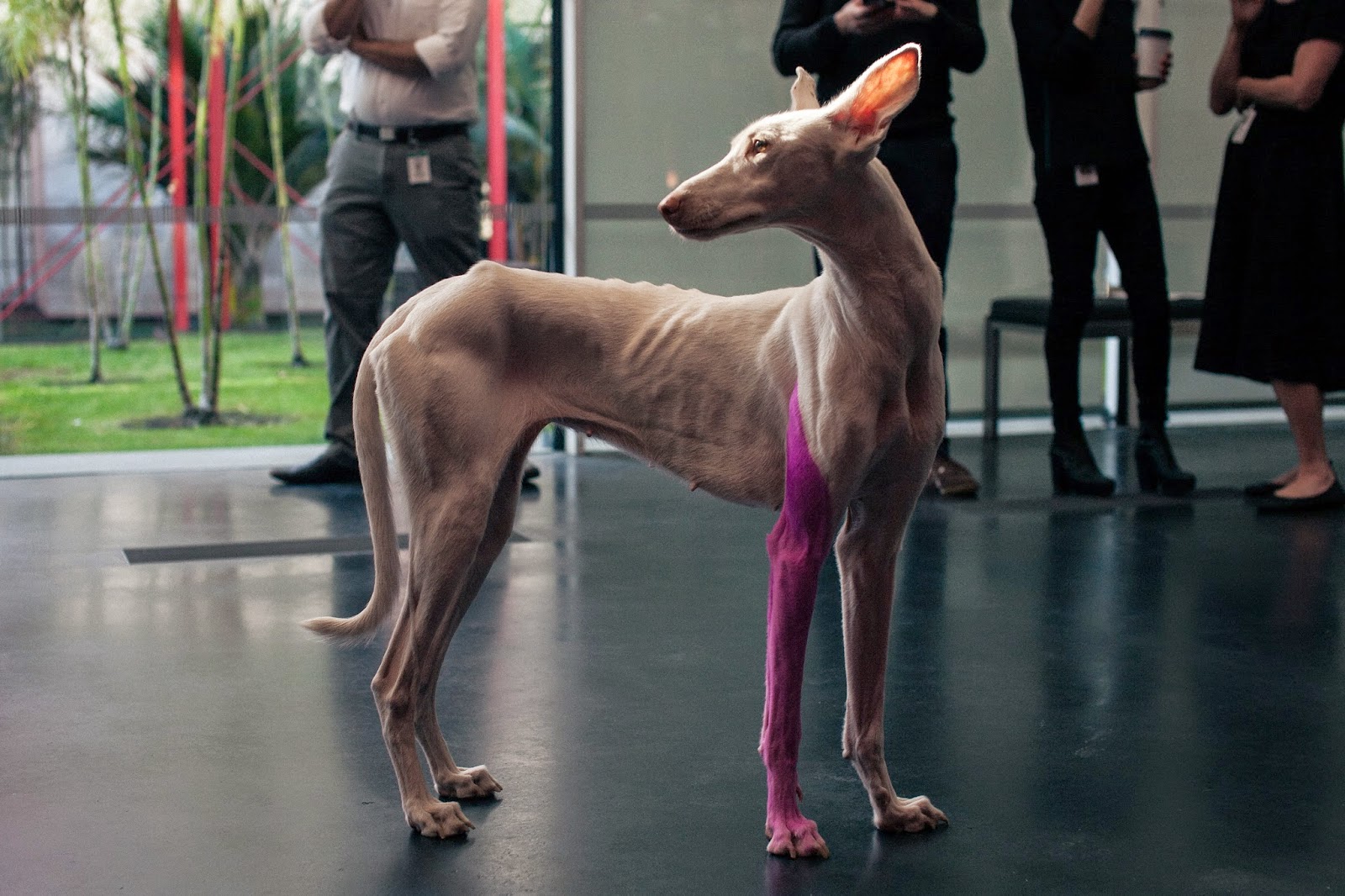 A Dog Named Human Feral Creature