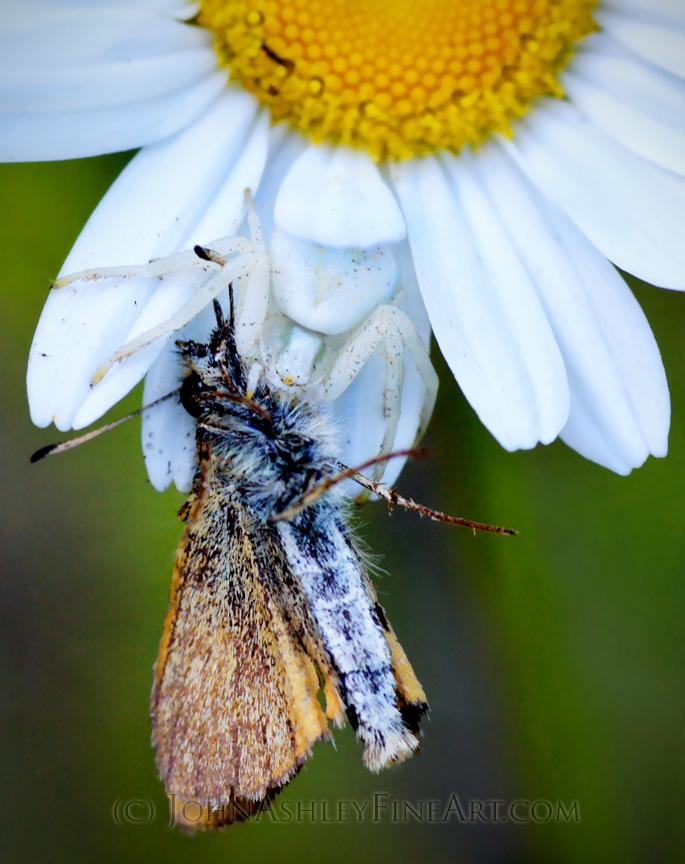 Wild and Free Montana Camouflaged Crab Spider