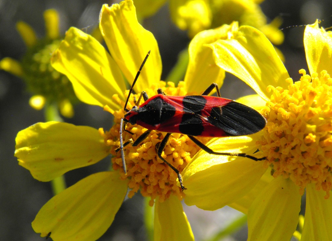 Arizona Beetles, Bugs, Birds and more Pollination by Seedbug?