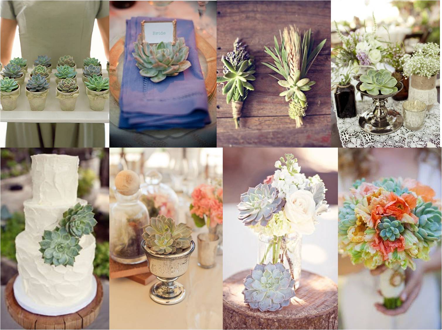 Pod and Pea Smitten with succulents