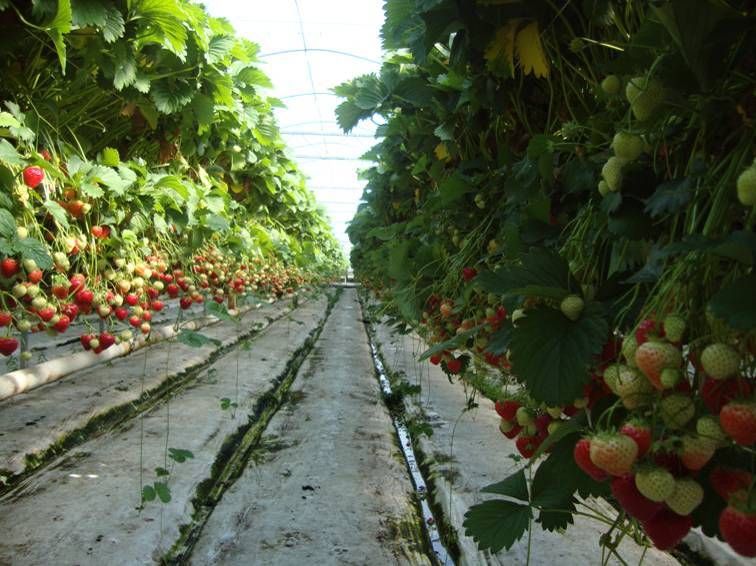 Wallpapers Unlimited Beautiful Strawberry Fields