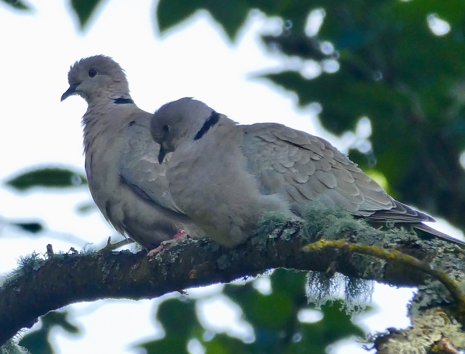 what does it mean if you see two turtle doves the best two turtle doves christmas ornaments