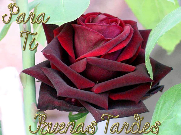 rosa Buenas Tardes