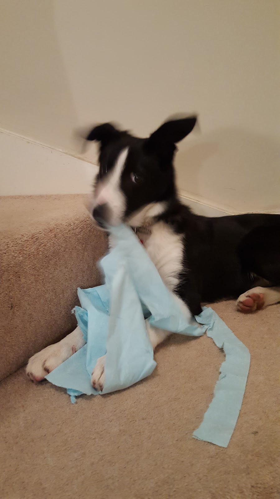 How About A Border Collie For The Next Andrex Puppy!?!