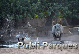 Rinoceronte entrando en el agua - verano 2015 - BIOPARC Valencia