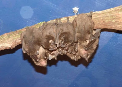 التكاثر عند الحيوانات الولودة - الخفافيش