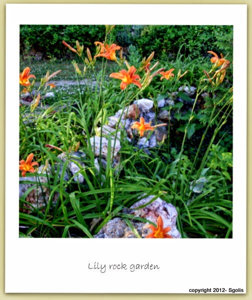 Yard and Garden Secrets Lily Growing Tips