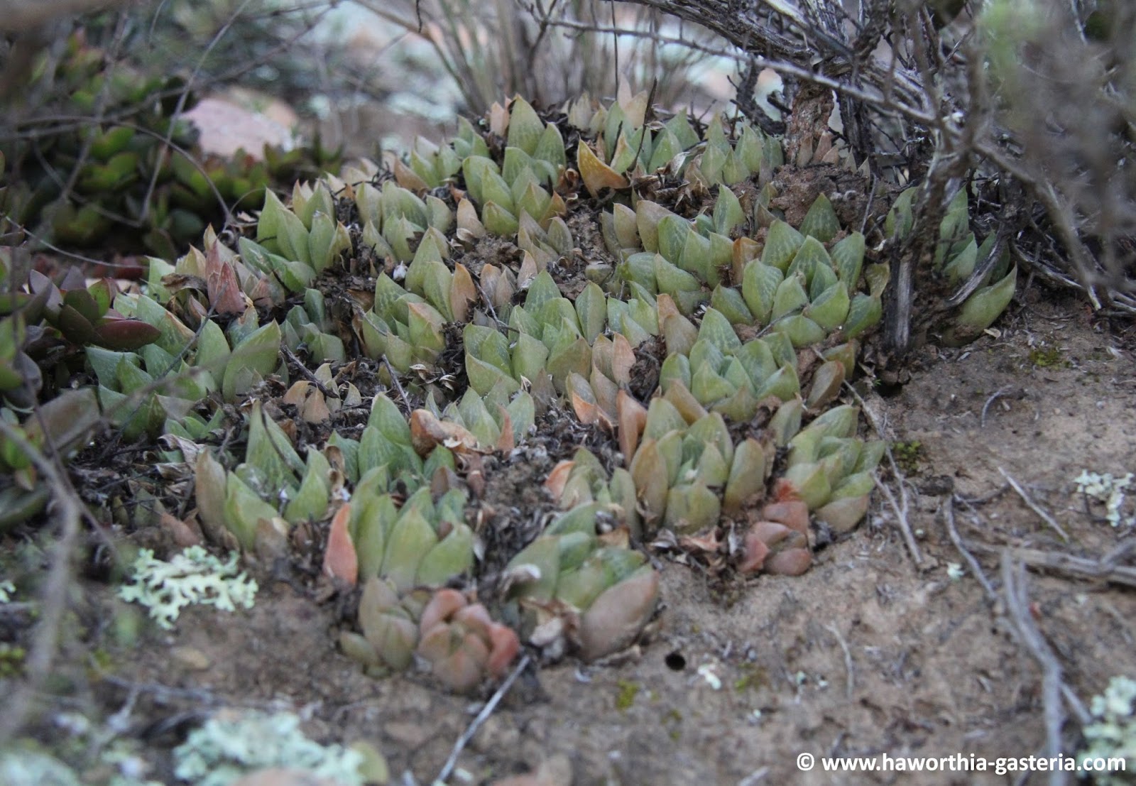 All you wanted to know about Haworthias, Gasterias and Astrolobas