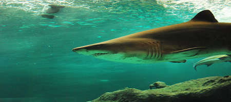 Tiburón