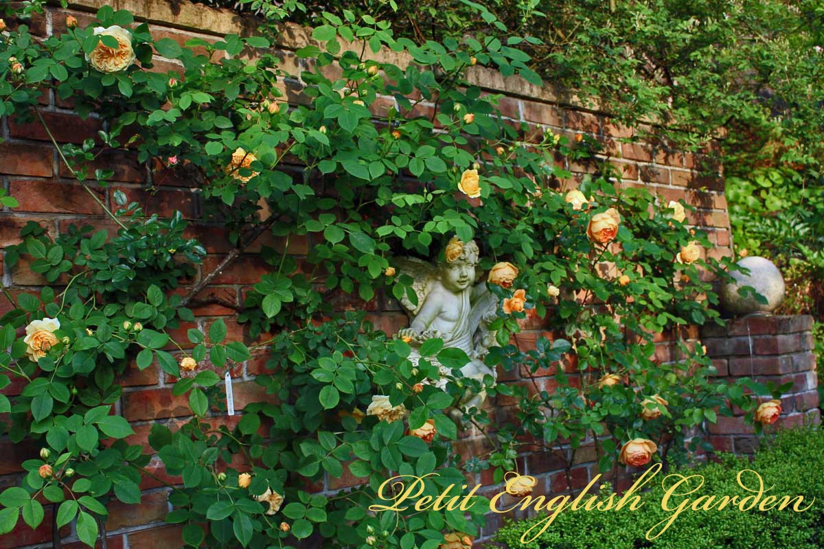 Poirot TV Series 19892013 - IMDb